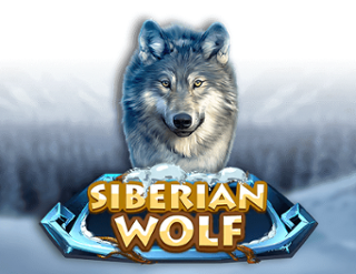 Siberian Wolf