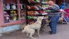 Azdavay’da emekli işci her gün sokak hayvanlarını besliyor