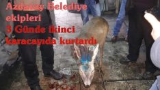 Azdavay Belediye ekipleri karacayı köpeklerden kurtardı